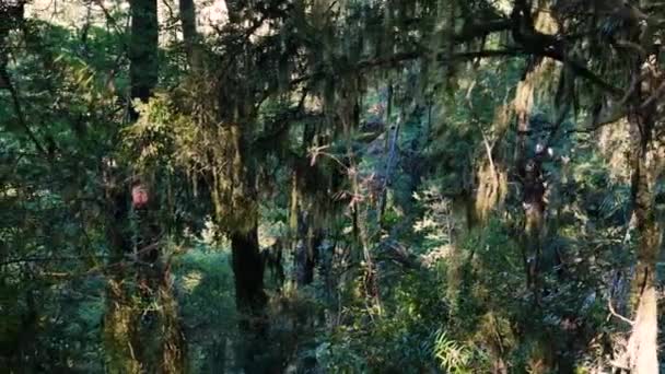 Zblízka Tropické Džungle Listy Vinicemi Stromy Během Slunečního Svitu — Stock video