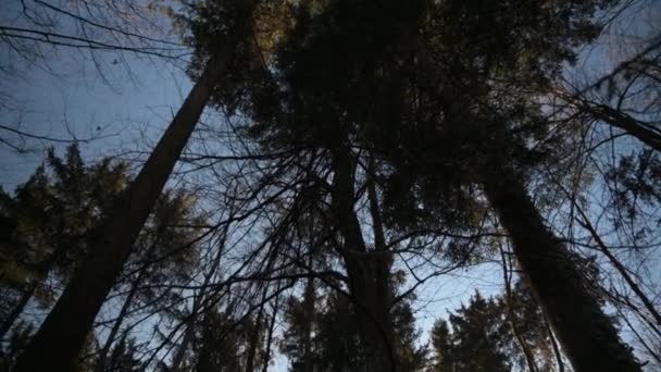 Lutning Bildar Trädtopparna Till Marken Solen Skiner Kameran Liten Stig — Stockvideo