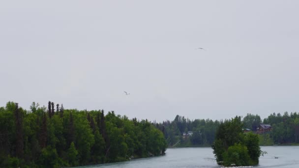 Vista Câmera Lenta Gaivotas Voando Sobre Rio Cênico Cercado Por — Vídeo de Stock