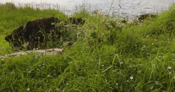 緑の草を飲み込むことは アイルランドのケリー郡キラーニー国立公園のロス城近くの静かな湖を明らかにしました — ストック動画