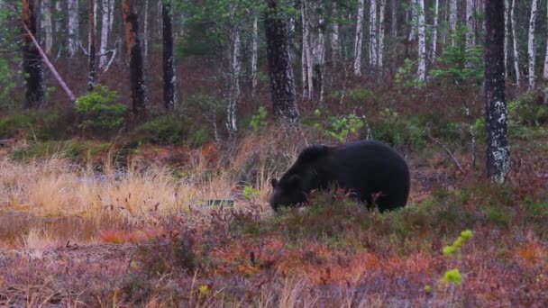 昼間はフィンランドの鬱蒼とした森で食べるビッグブラウンのクマ — ストック動画