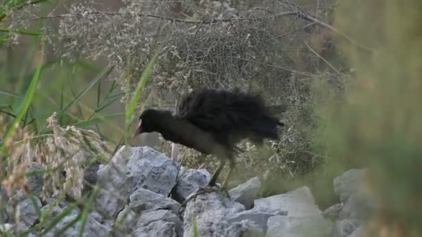 Närbild Moorhen Trasiga Cementstenarna — Stockvideo