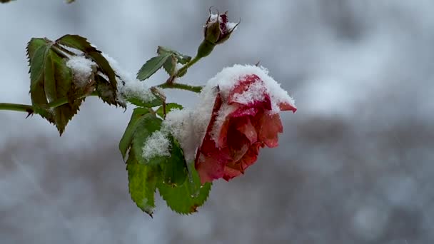 雪のドリフトで凍結したバラ — ストック動画