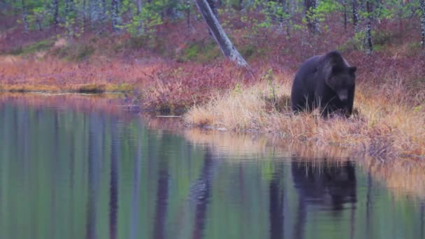 Grizzly Medve Sétál Tóparton Tükörképpel Vízben Széles Látókörű — Stock videók
