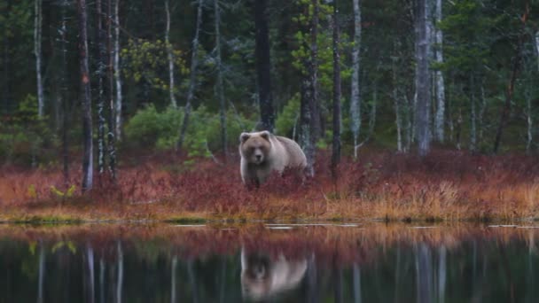 Blond Niedźwiedź Brunatny Żywiący Się Pobliżu Lakeshore Pustyni Finlandii Średni — Wideo stockowe