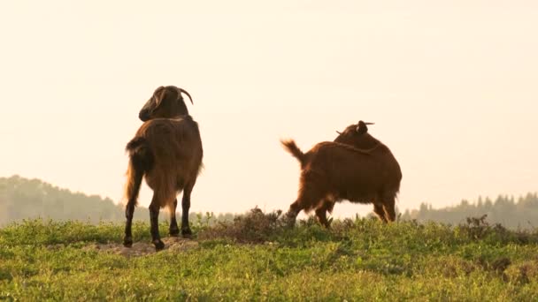 Κατσίκες Στο Ηλιοβασίλεμα Κοιτάζοντας Γύρω Και Βόσκηση Στο Γρασίδι — Αρχείο Βίντεο