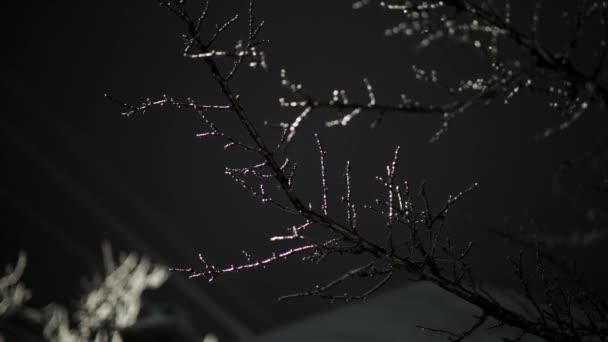 Zbliżenie Gałęzi Drzew Liściastych Gałązek Mrozem Zimową Noc Niski Kąt — Wideo stockowe