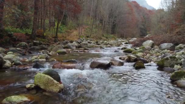 Rzeczny Przepływ Wody Lasach Górskich Jesienią — Wideo stockowe
