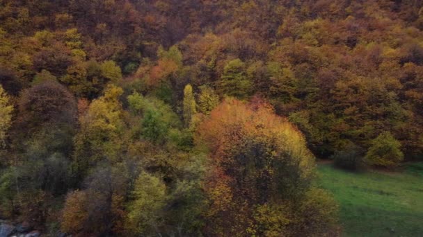 Осенние Леса Желтые Красные Листья Вид Лес Воздуха Осенний Сезон — стоковое видео