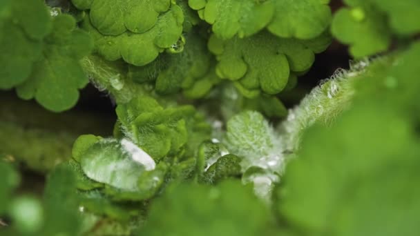 Texturerade Regndroppar Små Gröna Växter Skönhet Naturen Makro — Stockvideo