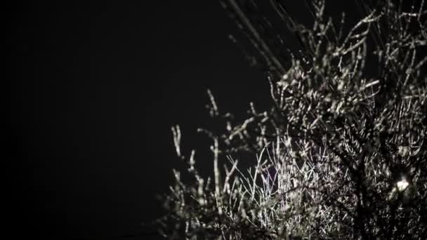 Vue Nuit Des Branches Arbres Illuminées Dans Neige Avec Brise — Video