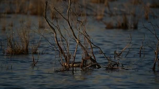 Dry Trees Lake Moving Water Sunset — Stock Video