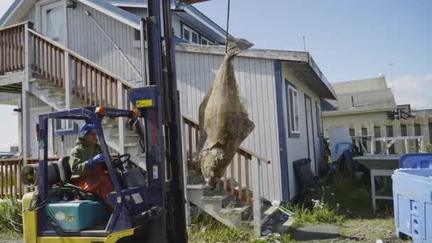 Mouvement Lent Chariot Élévateur Entraîné Par Pêcheur Accrochant Gros Poissons — Video