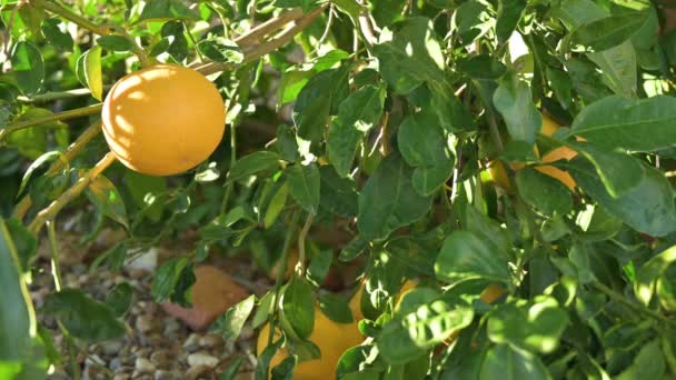 Narancssárga Közelkép Fán Jön Kéz Hogy Megérintse — Stock videók