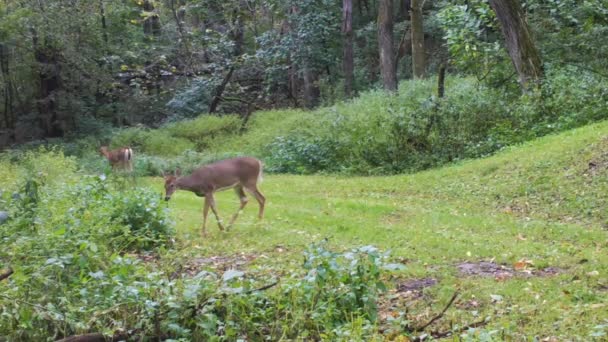 Två Whitetail Rådjur Promenader Längs Preparerade Spår Genom Skogen Början — Stockvideo