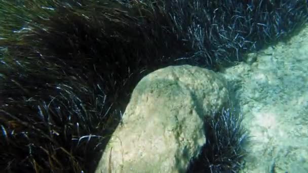 Prado Marinho Sob Superfície Água Mar Jónico Kefalonia Grécia Subaquático — Vídeo de Stock