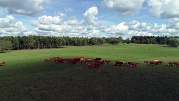 Rebaño Ganado Caminando Exuberante Prado Campo Muñeca Aérea Hacia Fuera — Vídeos de Stock