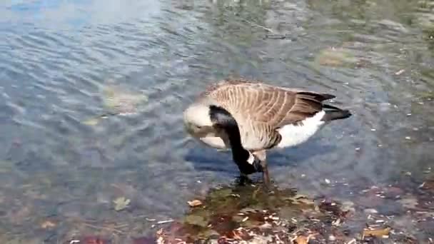 Kanadalı Kaz Şehir Kuşları Gölünde Yürüyor Kıyı Boyunca Yiyecek Arıyor — Stok video