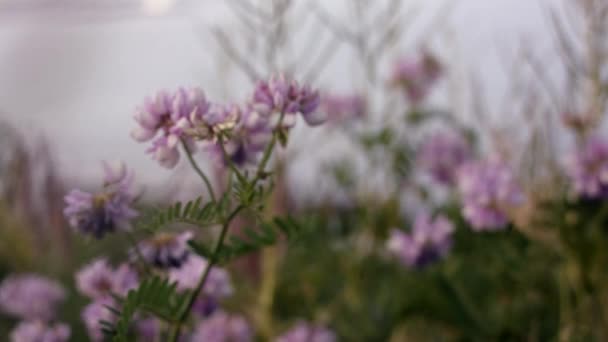 Blommor Rör Sig Långsamt Vinden — Stockvideo