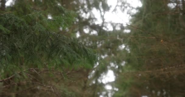 Une Branche Pin Souffle Lentement Dans Vent Dans Forêt Hiver — Video