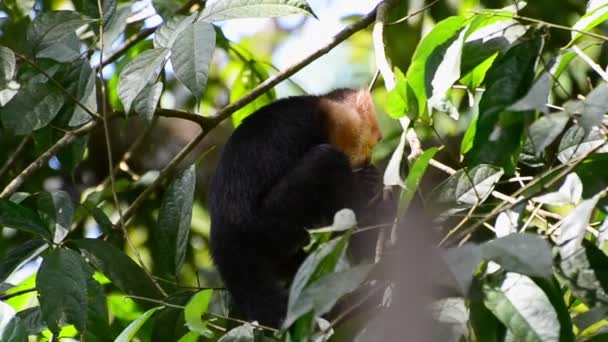 Erişkin Beyaz Yüzlü Kapuçin Maymunu Kalın Tropikal Yaprakların Içinde Ince — Stok video