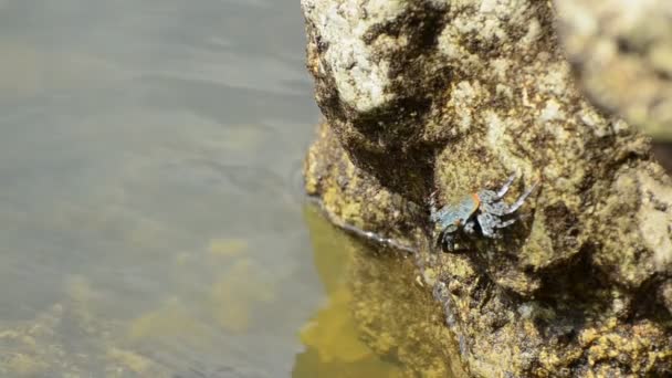 Блакитний Помаранчевий Краб Сидить Боці Бежевої Породи Їсть Багаті Водорості — стокове відео