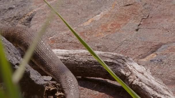 Uma Grande Cobra Grama Também Conhecida Como Water Snake Natrix — Vídeo de Stock