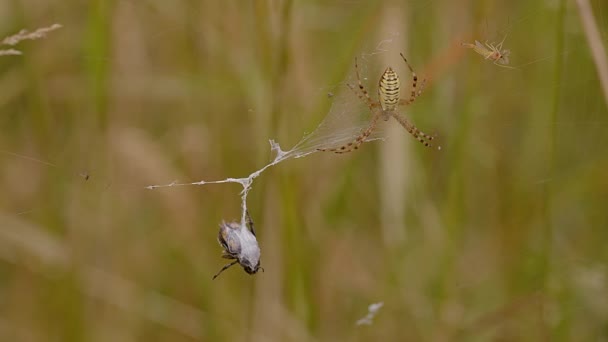 Une Araignée Guêpe Avec Coléoptère Encore Vivant Piégé Luttant Pris — Video