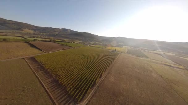 Drone Tiro Voando Mergulho Uma Vinha Verde Uma Paisagem Panorâmica — Vídeo de Stock
