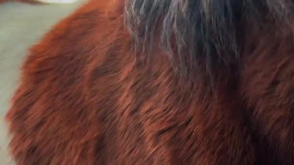 Gros Plan Nez Poney Brun — Video