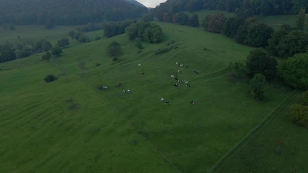 Herd Cows Grazing Green Pasture Teckberg Mountain Background Aerial — Stock Video