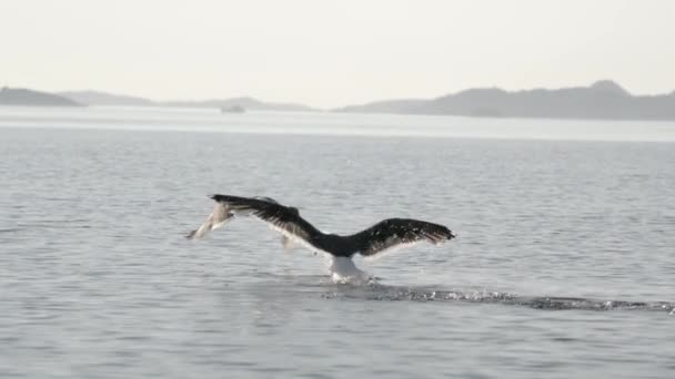 Två Måsar Slåss Fisk Flyger Iväg Slow Motion — Stockvideo