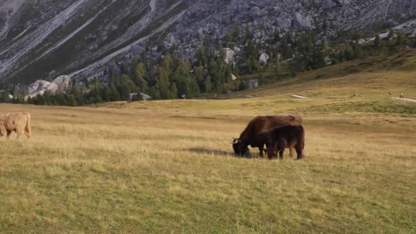 Jak 4Kで撮影された山々の真ん中にイタリアの美しいアルプスでの牛の放牧 — ストック動画