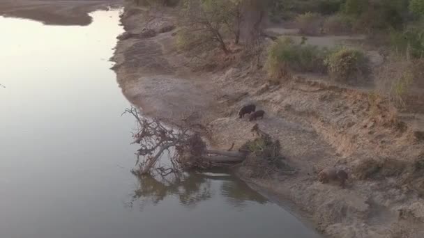 Tarde Dourada Aérea Ribeirinha Hippos Rio Lupande Zâmbia — Vídeo de Stock