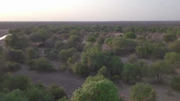 Centralafrikas Antenn Låg Flygning Över Öppen Skog Med Linsfackling — Stockvideo