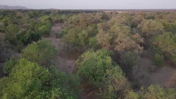 Luchtvliegen Wildpaden Door Open Bos Zambia Afrika — Stockvideo