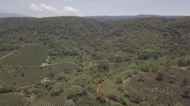Letecký Pohled Polní Zemědělství Hustý Deštný Prales Malawi — Stock video
