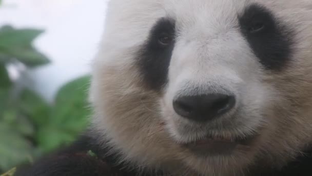 Primer Plano Panda Gigante Peligro Extinción También Conocido Como Oso — Vídeos de Stock