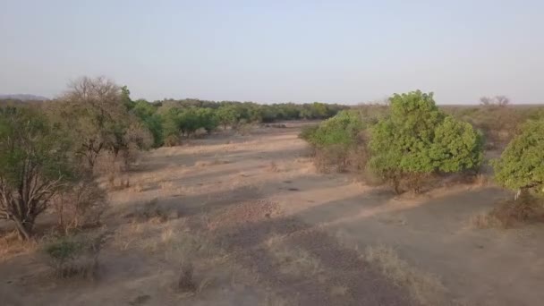 Baixa Antena Floresta Africana Aberta Sobe Para Revelar Rio Distância — Vídeo de Stock