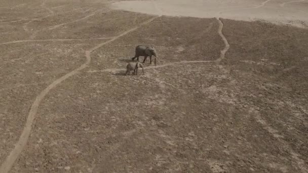 母象和小象在平坦干涸的河床上旋转着的空中 — 图库视频影像