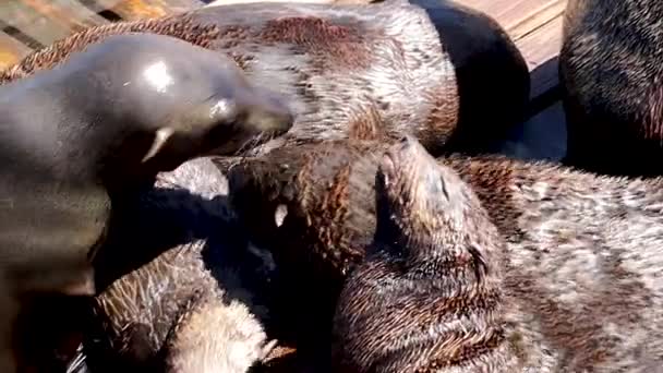 Tuleni Tulí Hrají Přístavu — Stock video