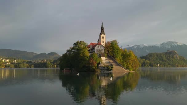 Witte Zwanen Zwemmen Voor Idyllisch Bled Island Met Kerk Ochtend — Stockvideo