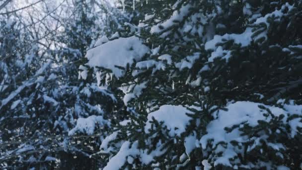 Pochylić Się Widok Pokryte Śniegiem Gałęzie Sosny Godzinach Wieczornych Zbliżenie — Wideo stockowe