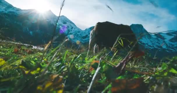 Ορεινές Κατσίκες Βόσκουν Χορτάρι Πολύ Υψηλούς Ανέμους Στα Βουνά Του — Αρχείο Βίντεο