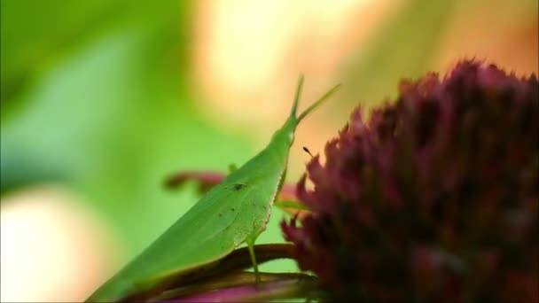 Gafanhoto Close Vídeo Gafanhoto Verde Sentado Folha — Vídeo de Stock