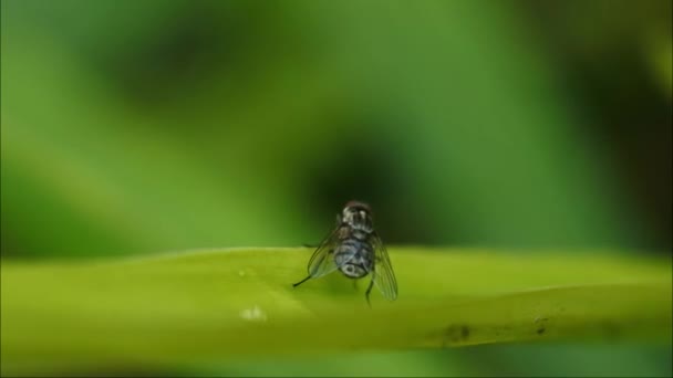 Fly Videa Moucha Pohybuje Křídly Listí Černý Muškařský Záznam — Stock video