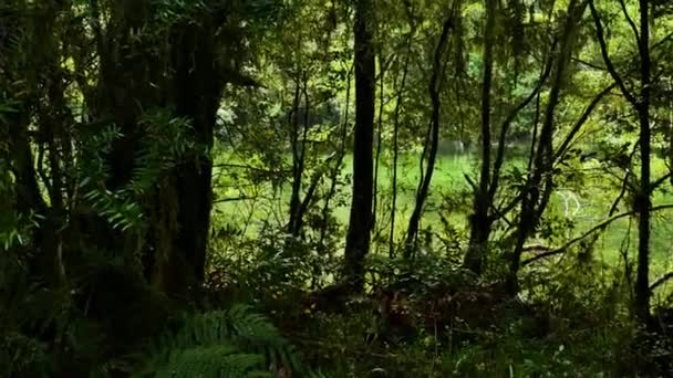 Fiume Verde Dietro Fitti Alberi Forestali Piante Felce Durante Luminosa — Video Stock