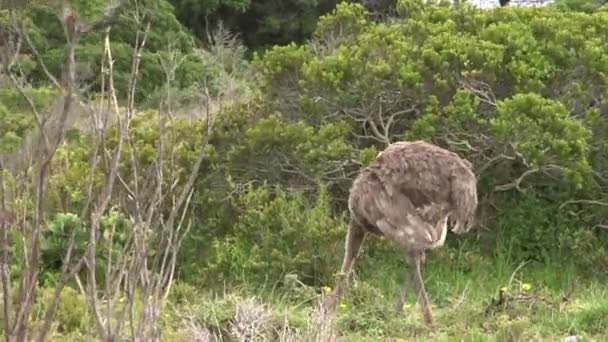 Avestruz Fêmea Forrageando Ambiente Verde Exuberante Fynbos Oceano Fundo Dia — Vídeo de Stock