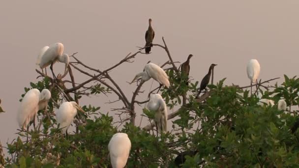 Kolonie Von Silberreihern Und Schilfkormoranen Auf Einem Baum Südlichen Afrika — Stockvideo