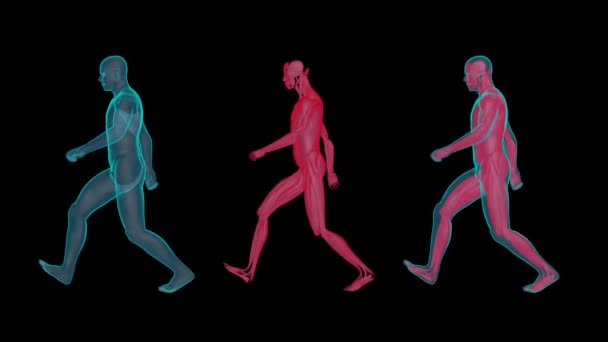 Human Walking Ray Muscular System — Stock Video